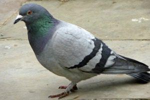 Google Pigeon